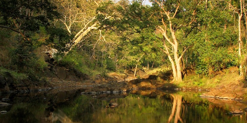 The dense greenery in Melghat National Park, Amravati, Maharashtra, India.