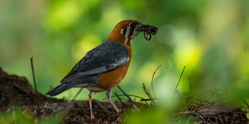 An image of a small bird with a bug in its mouth clicked in the beautiful city of Nagpur.