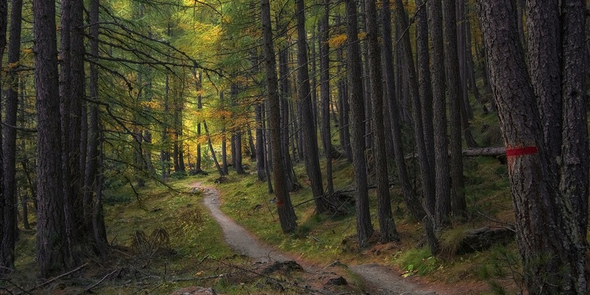 A serene forest path winds through tall trees, dappled sunlight filtering through the leaves.