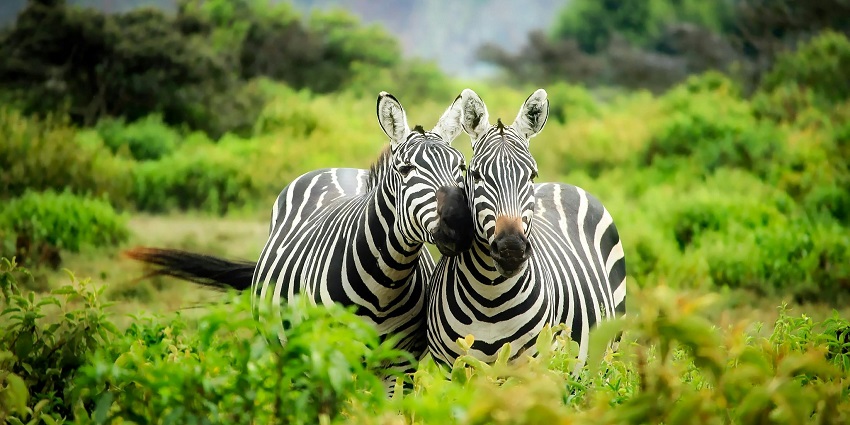 An image of the stunning landscape of Lore Lindu National Park, showcasing its lush rainforests and wildlife.