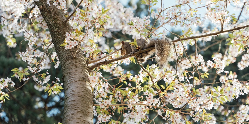 Spot a squirrel playfully among the blossoms of a tree reminiscent of Lumbini Gardens.