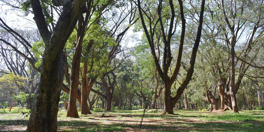 A serene view of the M N Krishna Rao Park, one of the top places to visit in Jayanagar.