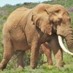 Image of an elephant, the lush greenery and wildlife at Madhav National Park.