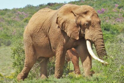 Image of an elephant, the lush greenery and wildlife at Madhav National Park.