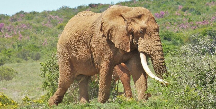 Image of an elephant, the lush greenery and wildlife at Madhav National Park.