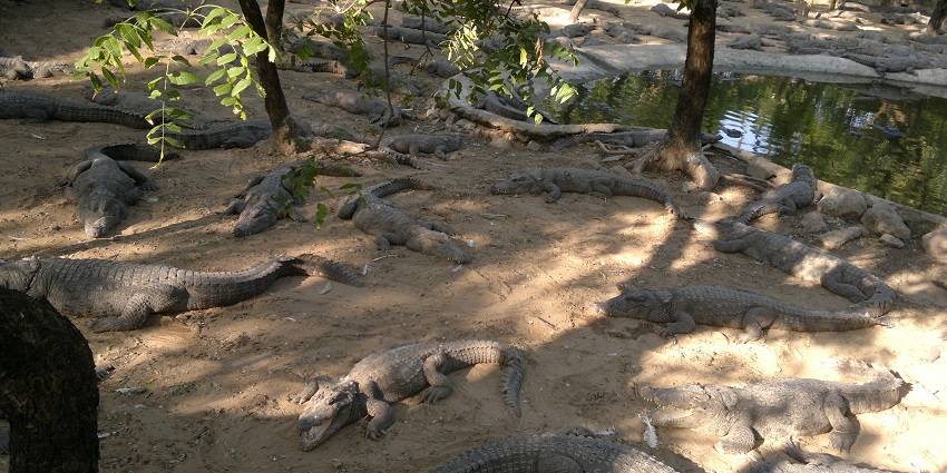 A captivating view of crocodiles basking under the sun at the Madras Crocodile Bank.
