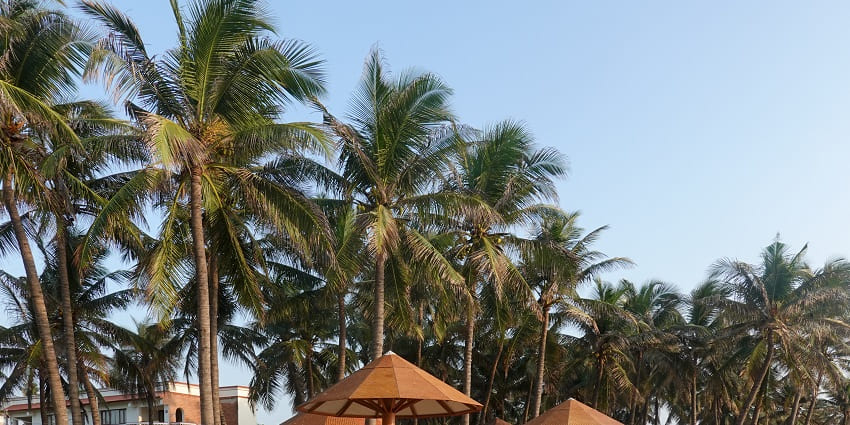 Image showcasing the beach and coconut trees at the Mahabalipuram Beach in Tamil Nadu.