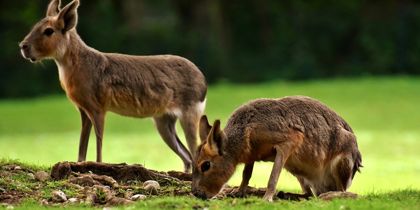 Beautiful snapshot of the rabbits in the Maharaj Bagh zoo in Nagpur