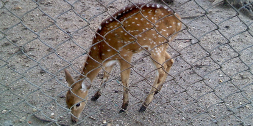 A spotted deer elegantly roams Maharajbag Zoo, displaying its unique coat patterns.