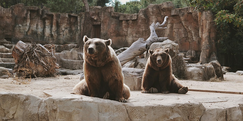 An inside view of the Maharajbagh Zoo, a tourist attraction near WaghVille Water Park.