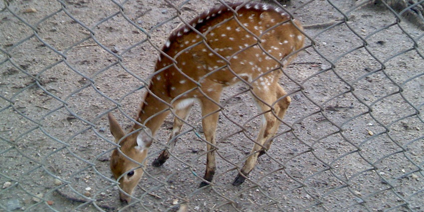 A spotted deer elegantly roams Maharajbag Zoo, one of the places to visit in Nagpur.