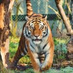 A tiger spotted at the famous hotspot of Maharashtra surrounded by lush greenery.