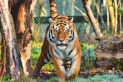 A tiger spotted at the famous hotspot of Maharashtra surrounded by lush greenery.