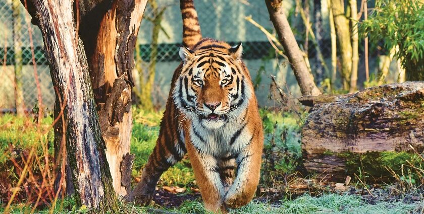 A tiger spotted at the famous hotspot of Maharashtra surrounded by lush greenery.