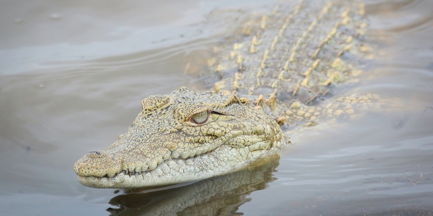 Crocodile at the Bondla Wildlife Sanctuary, one of the top wildlife sanctuaries in Goa.
