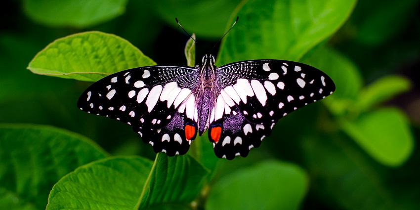 A butterfly spotted at Mahim Nature Park, one of the scenic Maharashtra Nature Parks.