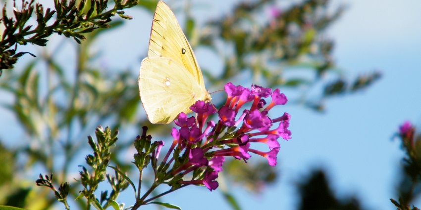 Common grass yellow butterfly resting on a beautiful flower in a garden setting