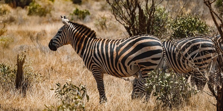 A photo of two zebras standing on a lush green grass field, with one zebra grazing.