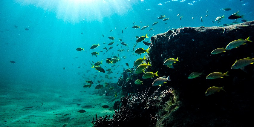 Malvan Marine Sanctuary feature vibrant marine life and stunning underwater experiences.