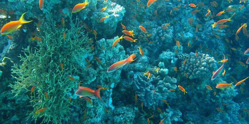 Malvan Marine Sanctuary consists of myriad of biodiversity with undisturbed coral reefs.