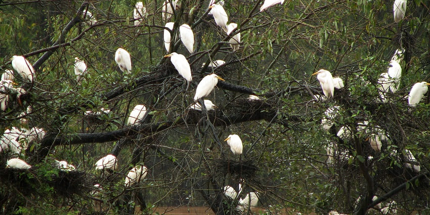 Avian Species at Mandagadde Bird Sanctuary,ideal spot for wildlife lovers