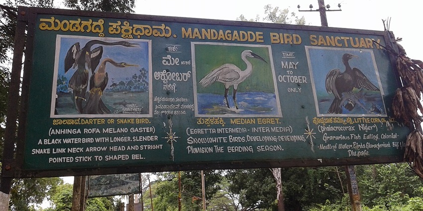Image of the migrant birds in Mandagadde Bird Sanctuary - one of the best places to visit near Shimoga