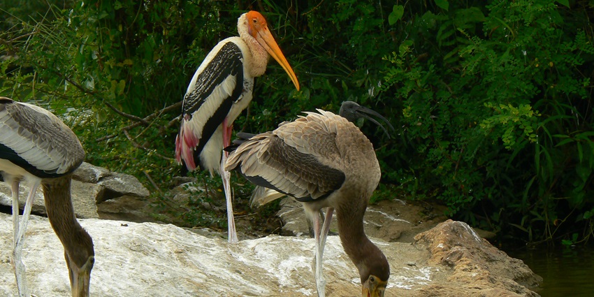 The Mandagadde Bird Sanctuary is home to a variety of migratory and resident birds.