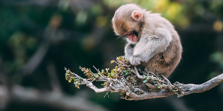 Mandla Plantations is a little lesser-known spot housing endangered animal species.
