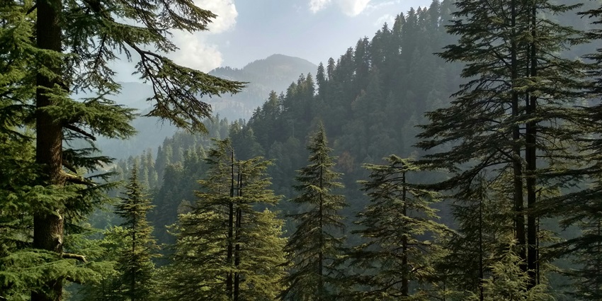 A mesmerising view of Mangar Bani featuring tall palm trees and lush greenery.