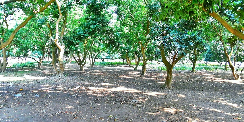 A mango garden with green trees at mango garden.