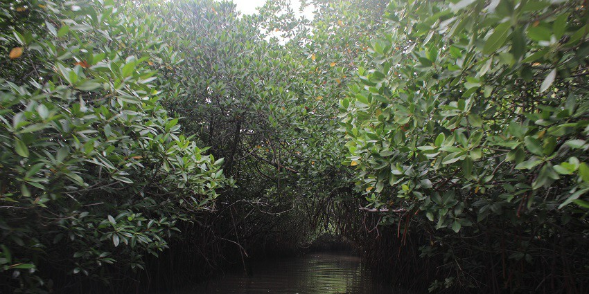 A view of the Pichavaram Mangrove Forest with dense mangroves and water pathways.
