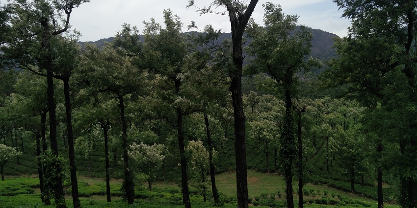 Experience peace at Manjolai Hills during a visit to the region and witness wildlife.
