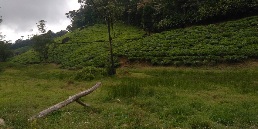 A picture of tea plantations, which is one of the most serene hill stations near Tenkasi.
