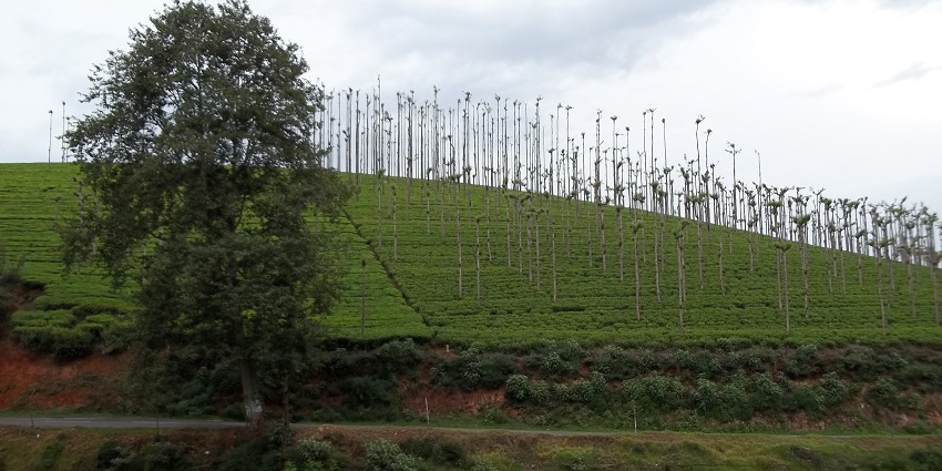 Manjoor, surrounded by scenic tea gardens, perfect to explore and relax amid nature.