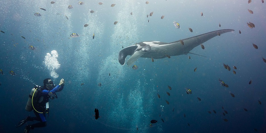Underwater view of a man scuba diving with manta rays and small different fishes.
