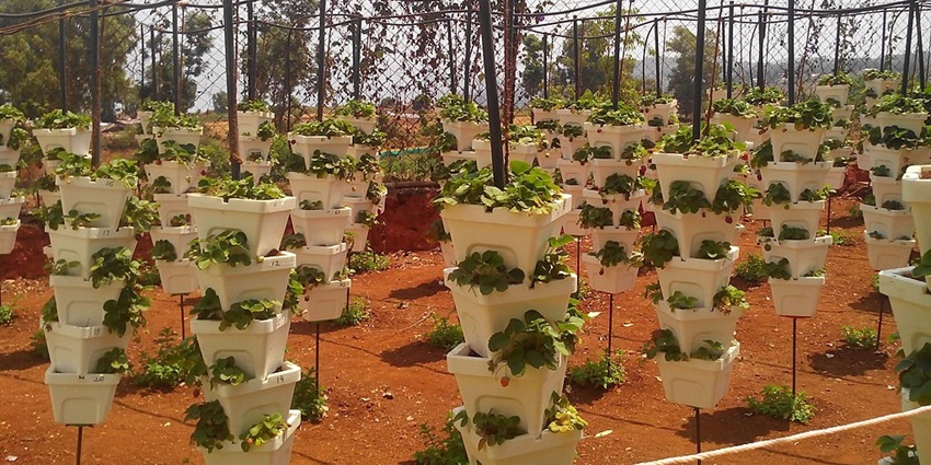 Tourist places in Panchgani feature Mapro Garden with vibrant flower paths and delicious strawberry treats.