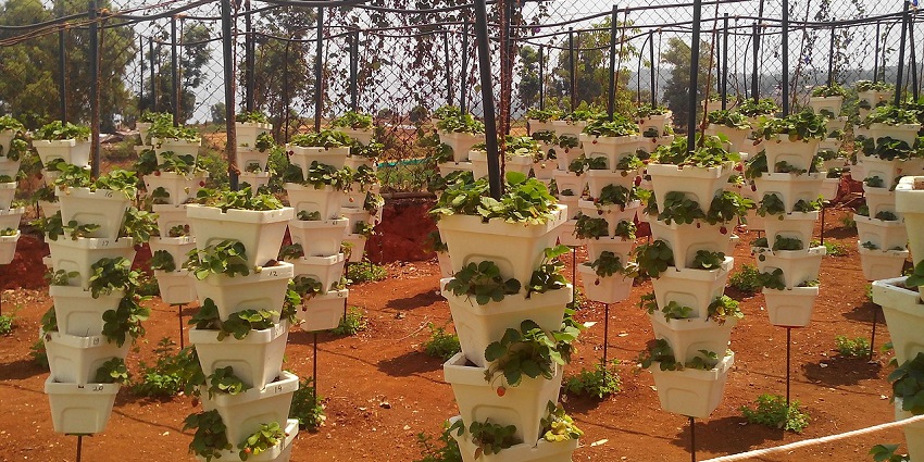 Colourful view of Mapro Garden with vibrant flowers, green lawns, and a seating area