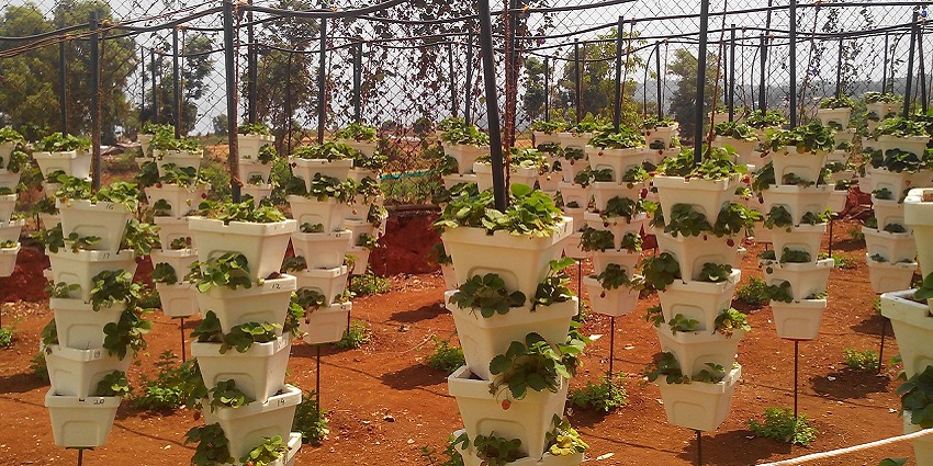 Colourful flower arrangement at Mapro Garden, a popular destination near Sawatkada Waterfalls.