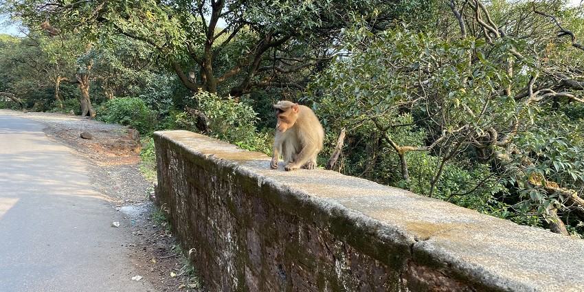 Monkey sitting at the roadside in Mahabaleshwar.