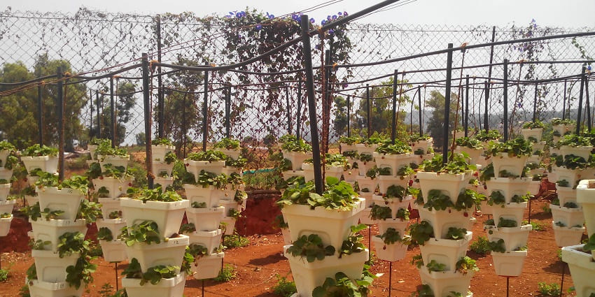 Mapro Garden, a picturesque destination, showcases lush greenery and flowers.