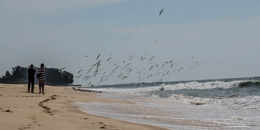 Watch a flock of birds gracefully flying over Maravanthe Beach, a coastal paradise.