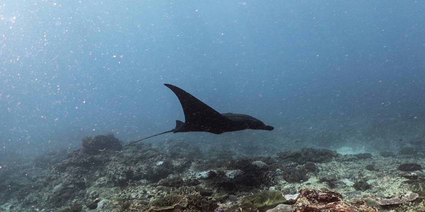 Witnessing the manta ray at the Manta Point is one of the top things to do in Nusa Penida.