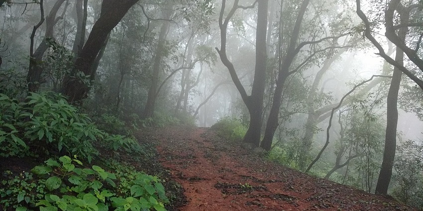 A foggy pathway in the forests of Matheran located in the Raigad District of Maharashtra.