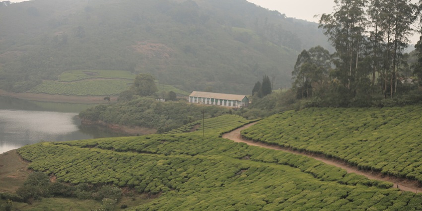Meghamalai hills known for tea plantations and breathtaking landscapes