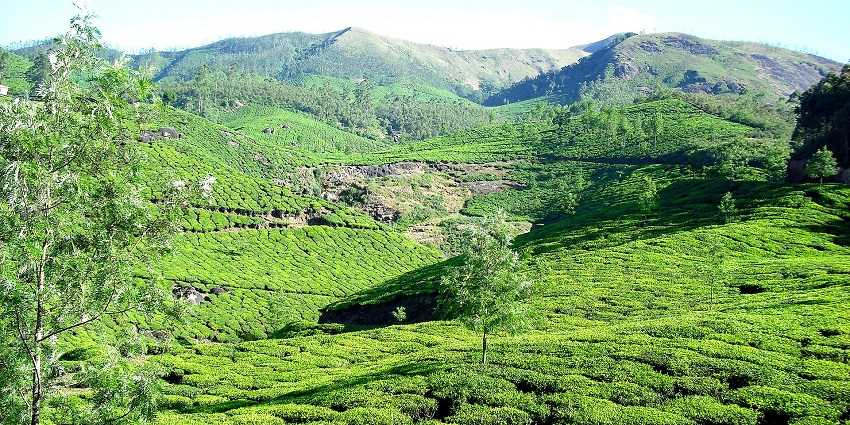 Nature trek with tea plantations and rich biodiversity.