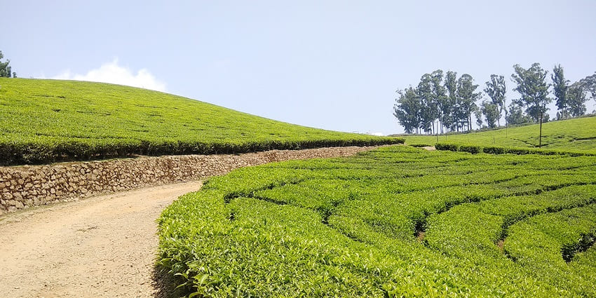 Witness the beauty of Meghamalai High Wavy Mountains for a serene nature retreat.