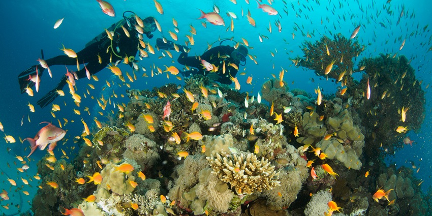 View of underwater species and coral reefs spotted during night dive safari at this island