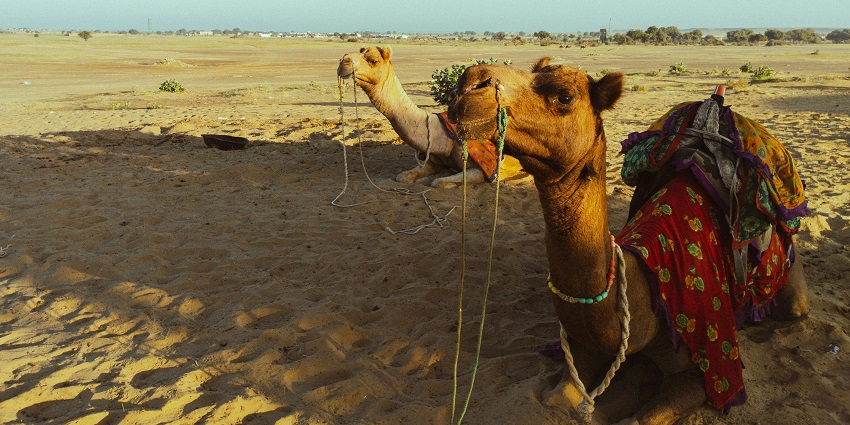 Enjoy New Year in Jaisalmer with a midnight camel safari, bonfire, snacks, and stargazing.
