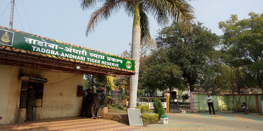 The wilderness at Moharli Gate, a place for Night safari in Tadoba.