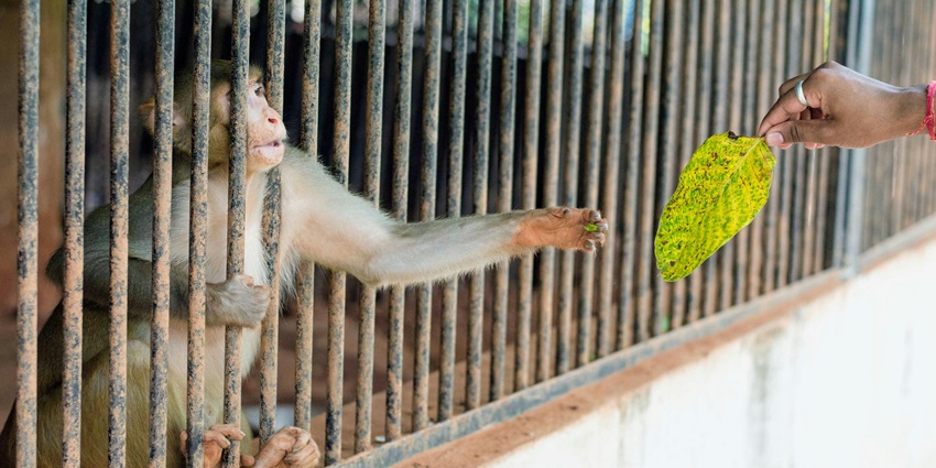 View of a Safari near Mumbai, home to several monkeys, with a person feeding a monkey.
